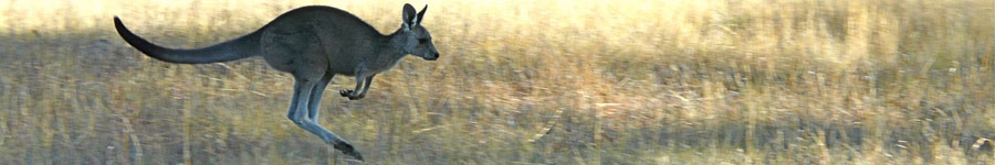 Collage of Kangaroos