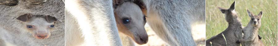 Collage of Kangaroos