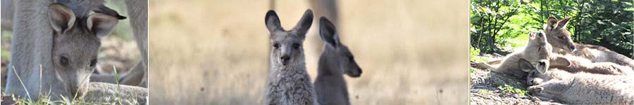 Collage of Kangaroos