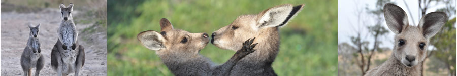 Collage of Kangaroos