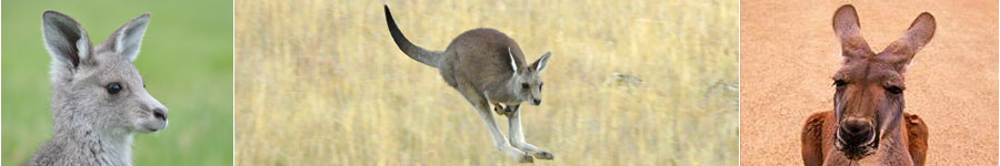 Collage of Kangaroos