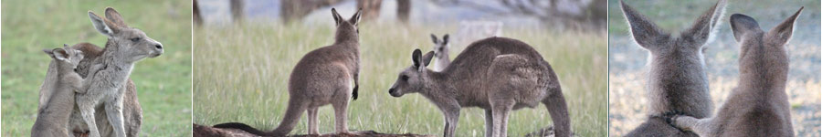 Collage of Kangaroos