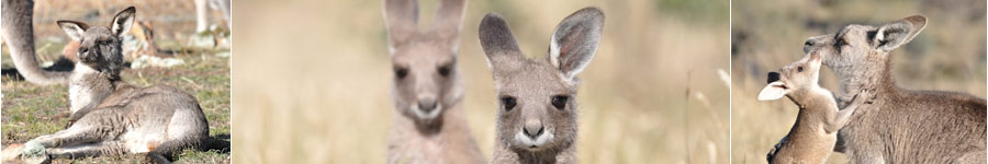 Collage of Kangaroos