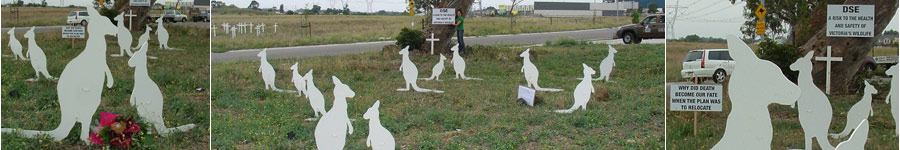 Collage of Kangaroos