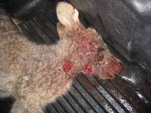 2012 Shot Canberra Joey