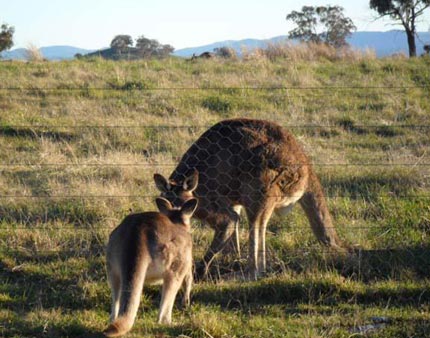 Kangaroo Father and Son