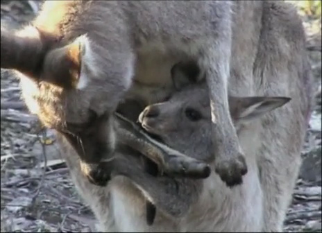 Kangaroo with her Joey